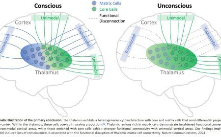 How thalamus governs our state of consciousness