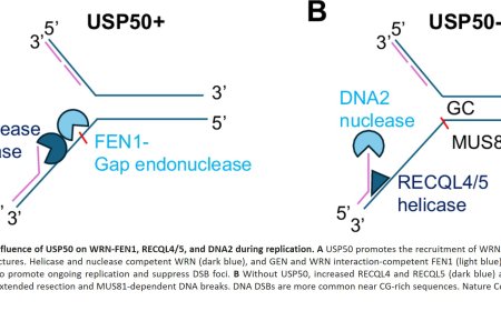 Protein involved in balancing DNA replication and restarting found!