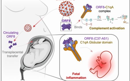 Transplacental SARS-CoV-2 protein ORF8 binds to complement C1q to trigger fetal inflammation