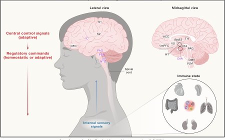 Controlling the  brain-body physiology!