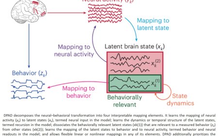 New AI can ID brain patterns related to specific behavior