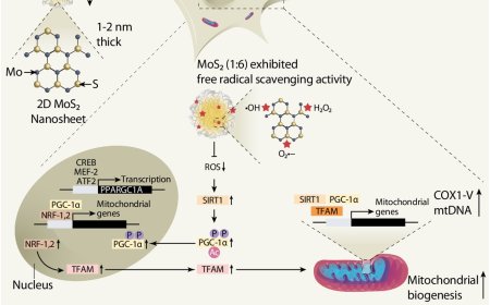 Can we ‘recharge’ our cells?