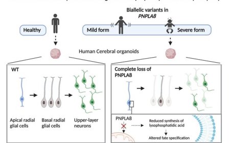 Biallelic null variants in PNPLA8 cause microcephaly!