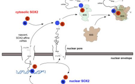 Dual role of SOX2 in cell fate regulation