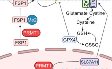 A key pro-ferroptotic gene identified!