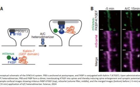 Synaptic strength regulates sleep quantity and quality