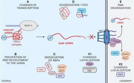 Understanding nuclear mRNA export: Survival under stress