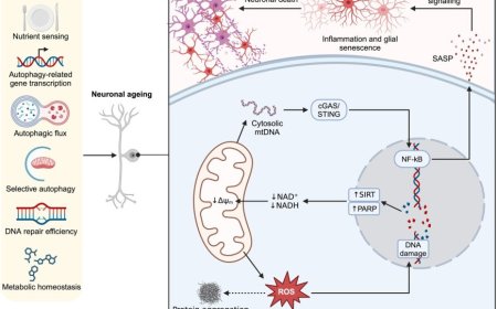 Autophagy, aging, and age-related neurodegeneration