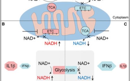 NAD+/NADH ratio linked to bacterial infection mediated alterations in innate immunity