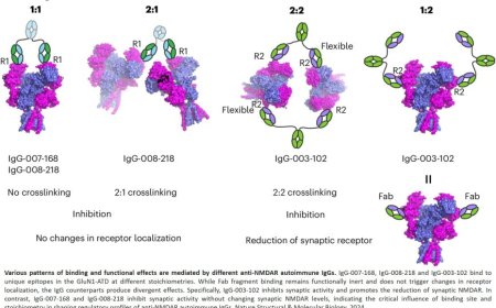 Mechanisms of anti-NMDAR autoimmune encephalitis