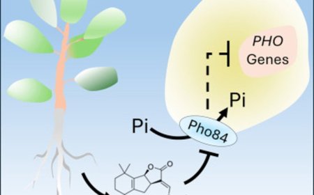 Decoding plant-to-fungi communication