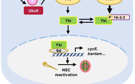 Mechanism to reactivate dormant neural stem cells