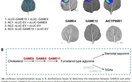 A scaffold protein manages the biosynthesis of steroidal defense metabolites in plants