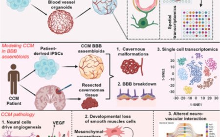 Modeling blood-brain barrier formation and cerebral cavernous malformations in human PSC-derived organoids