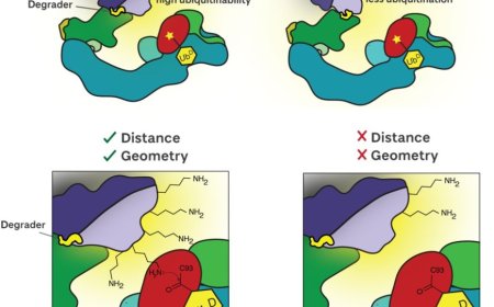 Targeted protein degradation