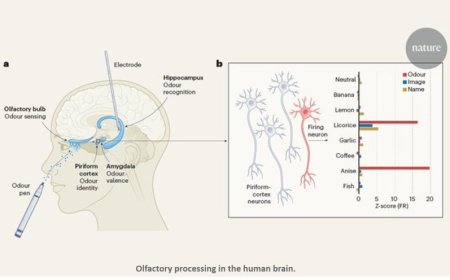 How odours are processed in the brain