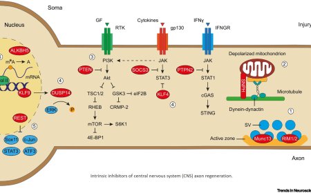 The injured axon: intrinsic mechanisms driving axonal regeneration