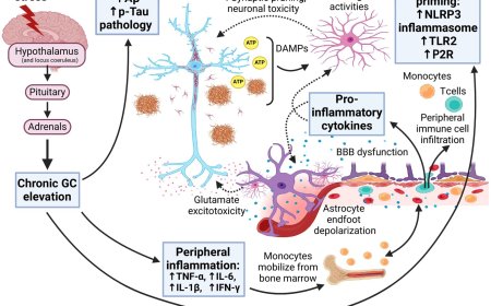 Chronic stress and glucocorticoids in Alzheimer's disease pathogenesis