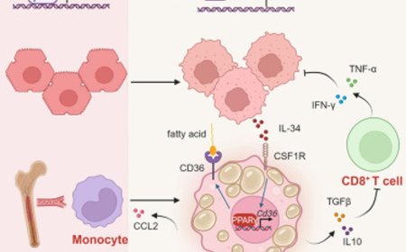 Mechanism of tumor immune escape during p53 inactivation