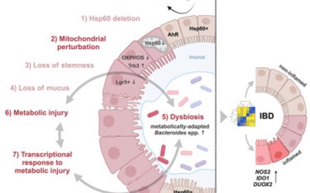 Dysfunctional mitochondria disrupt the gut microbiome in Crohn’s disease