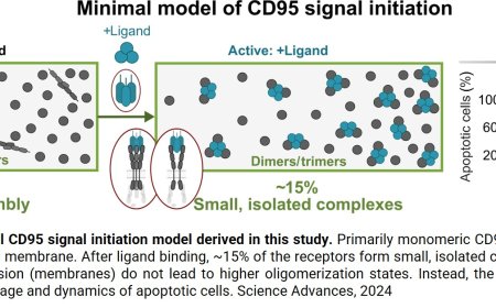 What triggers the programmed cell death mechanism?
