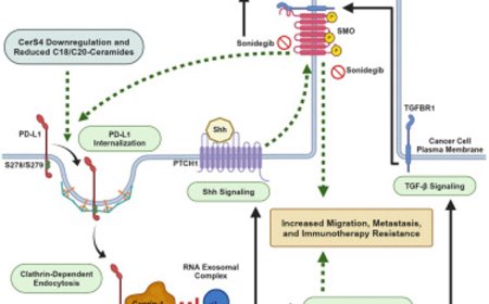 Ceramide and  triple-negative breast cancer