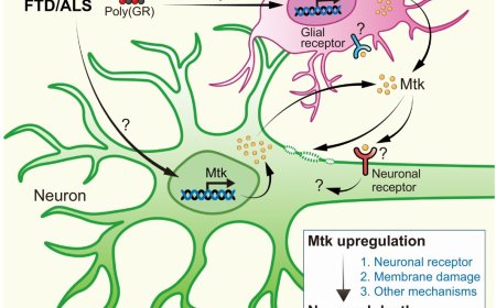 Antimicrobial peptides in innate immunity, neuronal function, and neurodegeneration