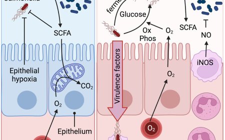Mechanism to break Salmonella colonization resistance