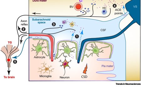 Meningeal brain borders and migraine headache genesis