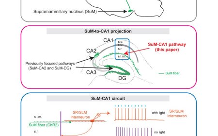 Hypothalamic supramammillary nucleus regulates hippocampal CA1 interneurons