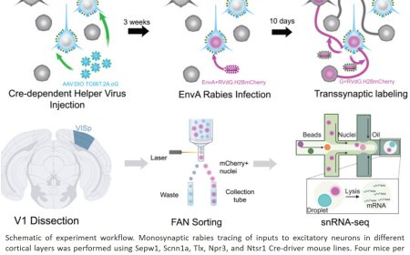 Transcriptomic cell-type specificity of local cortical circuits