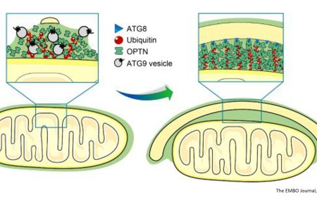 Autophagy adaptors mediate Parkin-dependent mitophagy by forming sheet-like liquid condensates