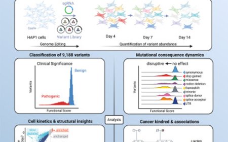 High-resolution functional mapping of RAD51C by saturation genome editing