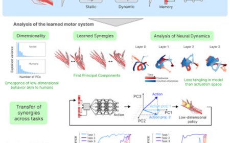 Acquiring musculoskeletal skills using AI