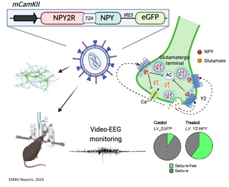 Gene therapy for epilepsy targeting neuropeptide Y and its Y2 receptor to dentate gyrus granule cells