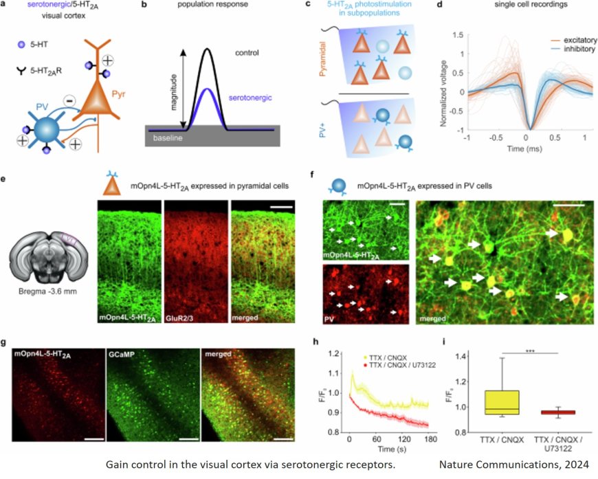 Gain control of sensory input across polysynaptic circuitries in mouse visual cortex by a single G protein-coupled receptor type (5-HT2A)