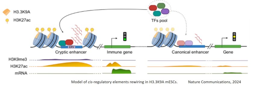 How cells 'repress' genomic remnants of ancient viruses