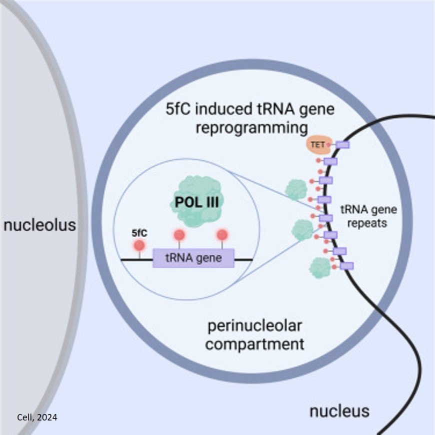 Physiological role of 5-formylcytosine (5fC) epigenetic marker in the embryonic development