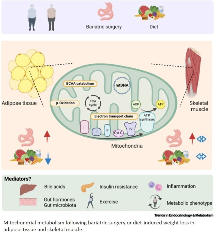 Subcutaneous adipose tissue and skeletal muscle mitochondria following weight loss