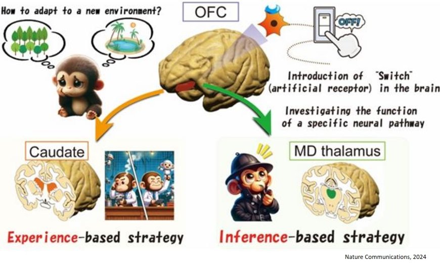 Neuronal pathways involved in adaptive decision-making