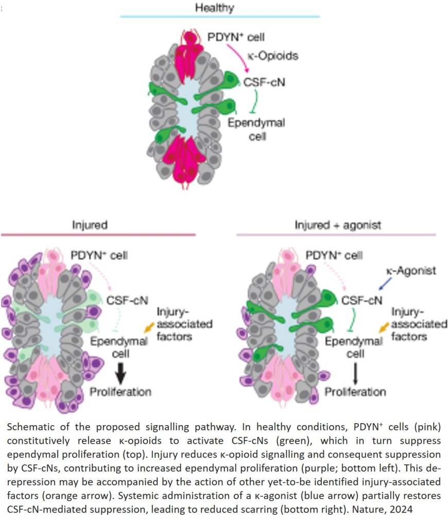 A way to modulate scarring in spinal cord injury