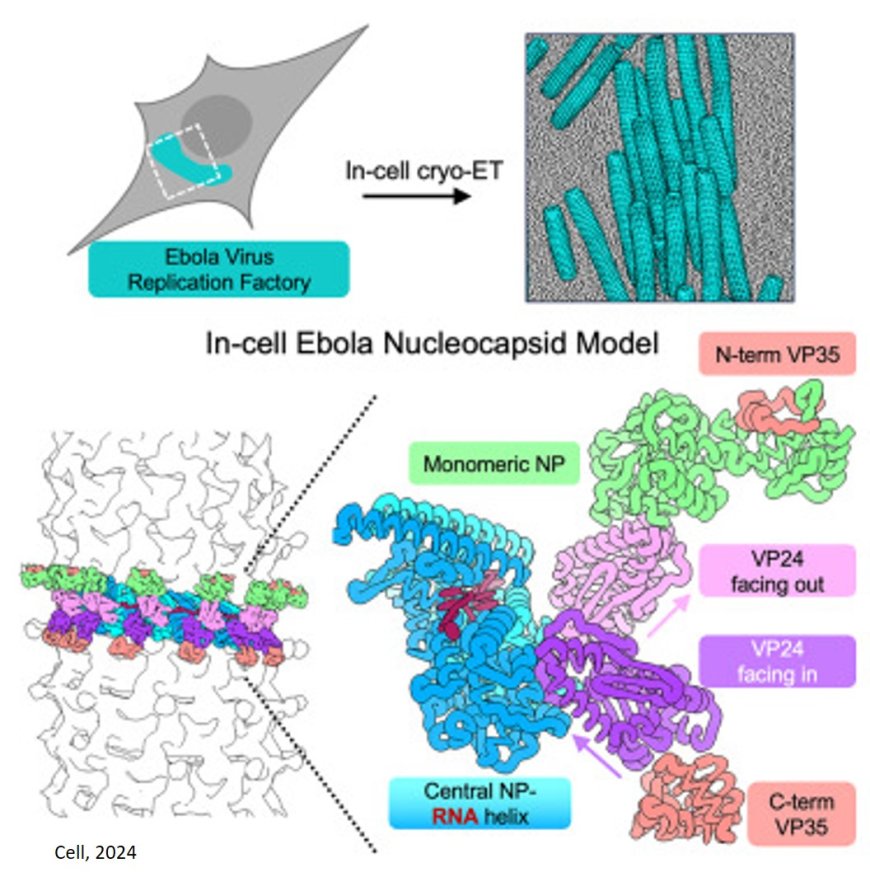 Intracellular Ebola virus nucleocapsid assembly revealed by in situ cryo-electron tomography