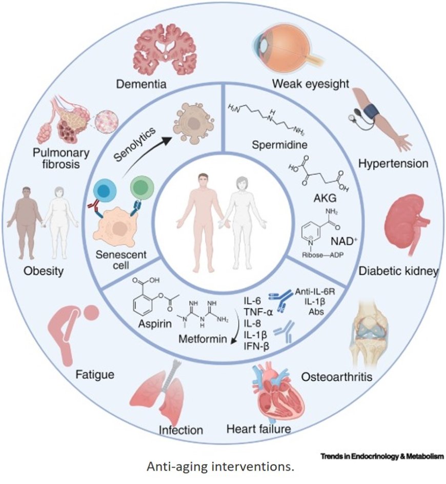 A new clinical age of aging research