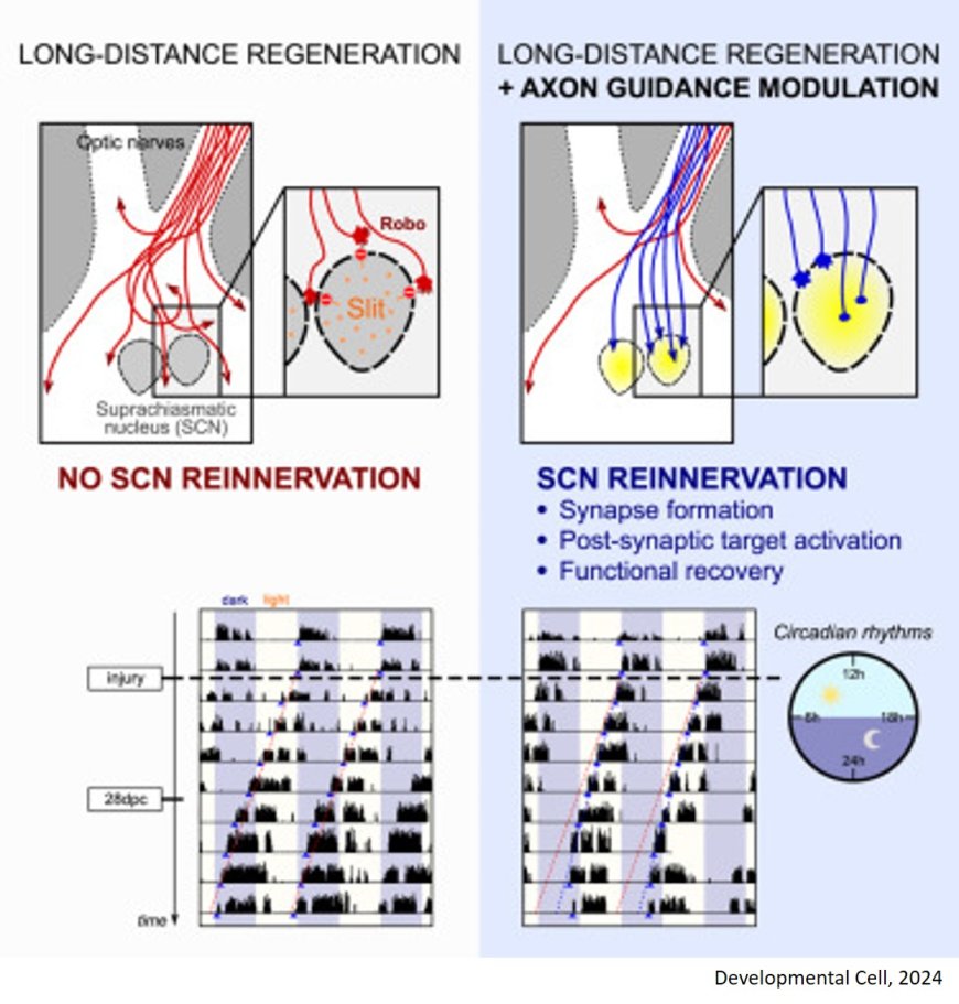 Axon guidance during mouse central nervous system regeneration is required for specific brain innervation