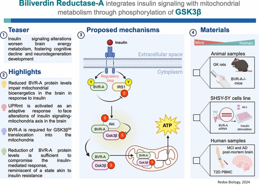 Biliverdin Reductase-A integrates insulin signaling with mitochondrial metabolism through phosphorylation of GSK3β