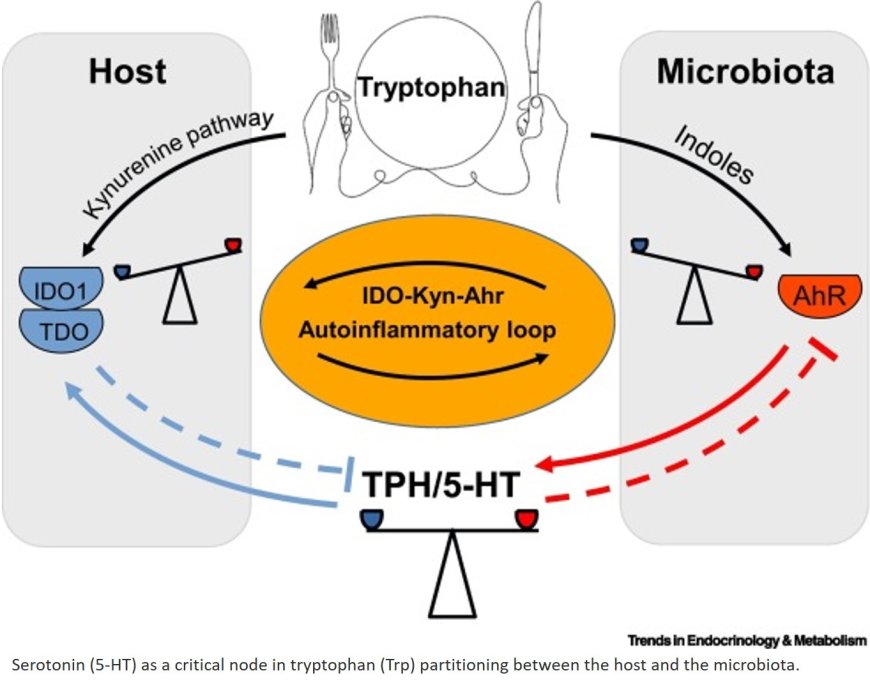 Host–microbe serotonin metabolism