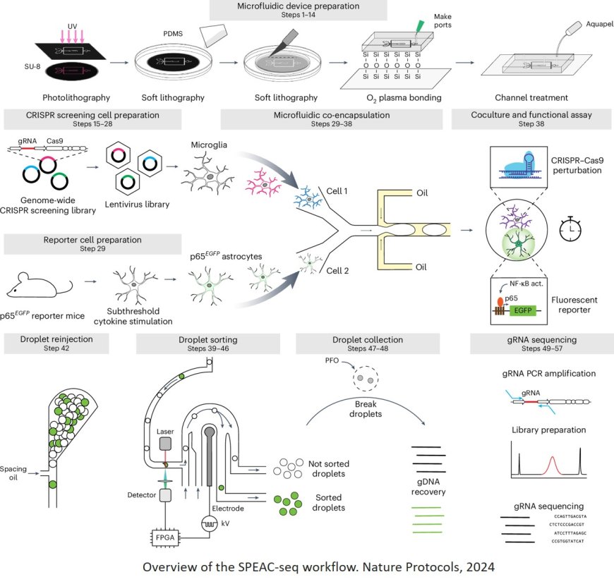 CRISPR screening of cell–cell interactions by SPEAC-seq