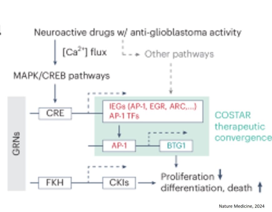 Antidepressant shows promise for treating brain tumors