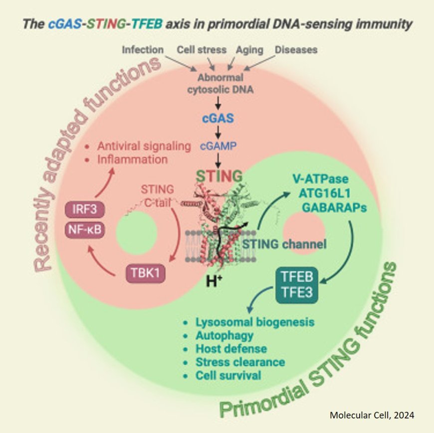 A new pathway involved in aging