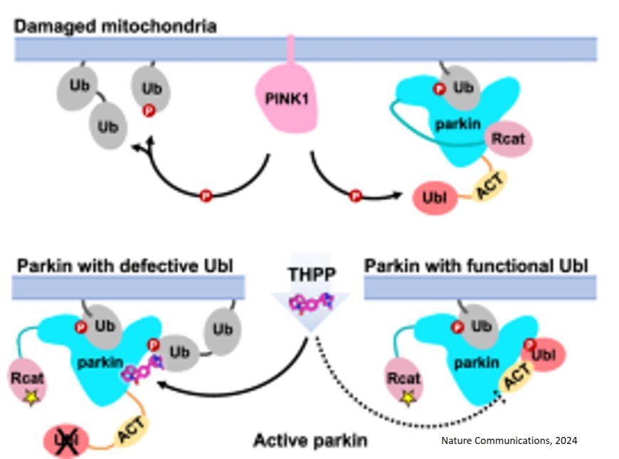 Activation of parkin by a molecular glue